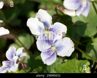 viola blu comune, viola prato comune, viola viola viola viola, viola lanugine, viola incappucciata, Violette de la Pentecôte, Viola sororia, amerikai ibolya Foto Stock