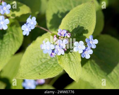 Bugloss siberiano, Großblättriges Kaukasusvergissmeinnicht, Brunnère à grandes feuilles, Brunnera macrophylla, kaukázusi nefelejcs, Ungheria, Europa Foto Stock