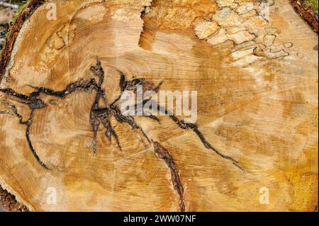 Vista dettagliata di un ceppo d'albero tagliato di recente, evidenziando gli anelli di crescita e i motivi intricati. Foto Stock