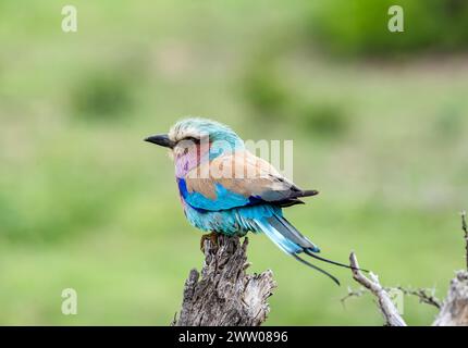 Rullo europeo colorato uccello su ramo asciutto, sfondo verde. Sudafrica, safari nel Kruger National Park. piccolo uccello di colore blu rosa arancione. Fauna selvatica Foto Stock