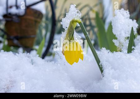 Germogli di narcisi gialli emergono dalla neve primaverile Foto Stock