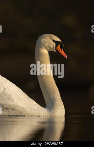 im schönsten Licht... Höckerschwan Cygnus olor , Schwan, unser größter einheimischer Wasservogel, weit verbreitet, allgemein bekannt, Charaktervogel für Eleganz und Schönheit, heimische Vogelwelt, Tierwelt, Natur *** l'elegante Mute Swan Cygnus olor mostra la sua eleganza con una splendida riflessione su una superficie di acque scure, fauna selvatica, in Europa. Nordrhein-Westfalen, Rheinland Deutschland, Westeuropa Foto Stock