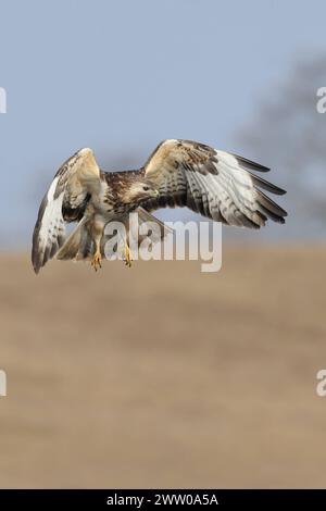 Jagdflug... Mäusebussard Buteo buteo , Bussard im Flug, heimischer Greifvogel, jagt über einer trockenen Wiese, hält fliegend Ausschau nach Mäusen oder sonstiger Beute, frontale, aktionsgeladene, Detailed reiche Aufnahme *** Buzzard Buteo comune in volo, ricerca di cibo, caccia, azione frontale, fauna selvatica, Europa. Meclemburgo-Vorpommern Deutschland, Europa Foto Stock
