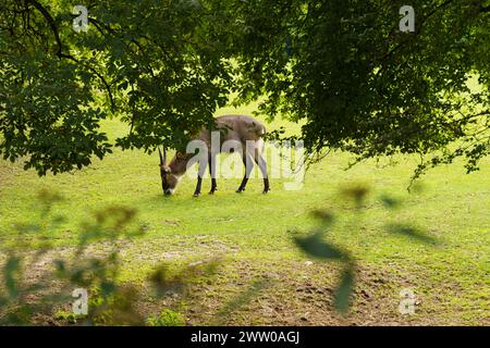 Una capra pascolerà tranquillamente sull'erba verde accanto a un albero caduto in un ambiente rurale. Foto Stock