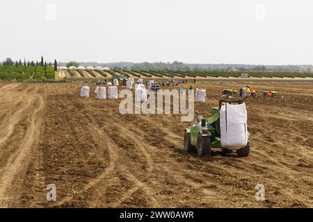 Huevar del Aljarafe, Siviglia, Spagna - 2 giugno 2023: Un trattore tira un enorme sacco di patate in un campo polveroso nella campagna. Foto Stock