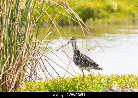 Nipe africano (Gallinagro nigripennis) o nipe etiope, fiume Berg, Velddrif, costa occidentale, Sudafrica su distese di fango Foto Stock