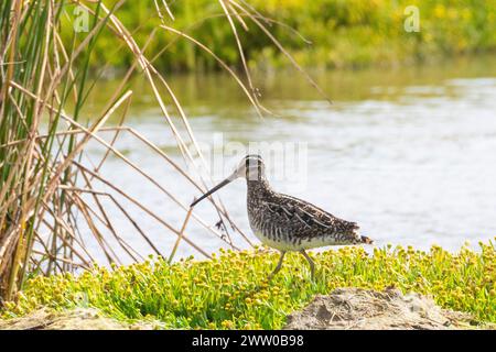 Nipe africano (Gallinagro nigripennis) o nipe etiope, fiume Berg, Velddrif, costa occidentale, Sudafrica su distese di fango Foto Stock