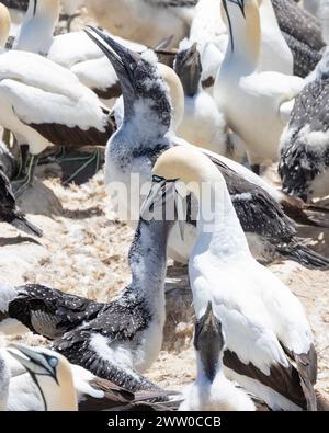 Cape Gannet (Morus capensis) in via di estinzione, che dà da mangiare a Bird Island, Lamberts Bay, West Coast, Sud Africa Foto Stock