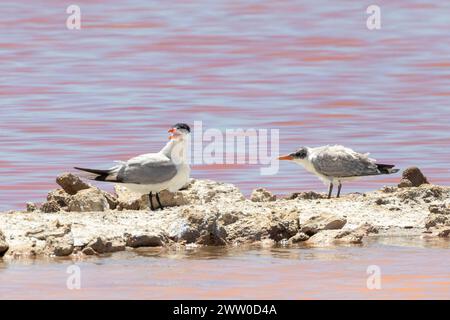 Caspian Tern (Hydroprogne caspia), salina Kliphoek per adulti e giovani, Velddrif, costa occidentale, Sudafrica Foto Stock