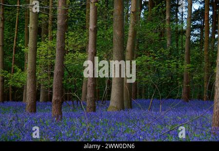 Cammina nel bosco e ammira i vivaci campanili disposti come un tappeto di colore Foto Stock