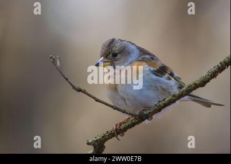 Fringilla montifringilla, anche nota come The Brambling. Piccolo uccello passerino appollaiato sul ramo dell'albero. Foto Stock