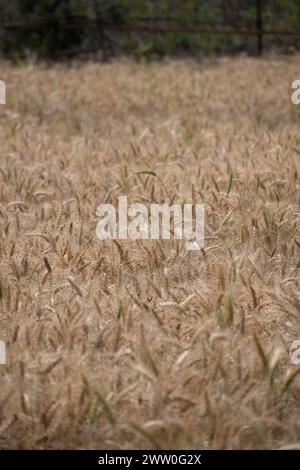 un vasto campo di grano dorato che ondeggia dolcemente sotto il soffice bagliore del sole che tramonta. Foto Stock