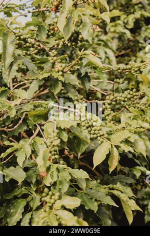 chicchi di caffè verdi nel cespuglio Foto Stock