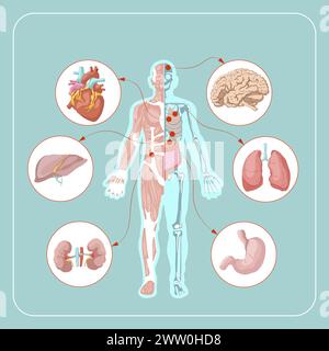 Infografica sull'anatomia del corpo umano della struttura dell'illustrazione vettoriale degli organi umani Illustrazione Vettoriale