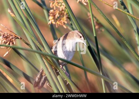 Little Rush Warbler (Bradypterus baboecala baboecala), Noordhoek Wetlands, Kommetjie, Western Cape, Sudafrica Foto Stock