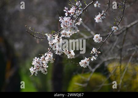 Srinagar, India. 20 marzo 2024. I fiori di mandorle bianche sono visibili all'inizio della primavera attraverso il giardino di Badawari, il giardino è molto popolare alla fine dell'inverno e all'inizio della primavera, quando migliaia di mandorli fioriscono. Il 20 marzo 2024 a Srinagar in India. (Immagine di credito: © Umer Qadir/eyepix via ZUMA Press Wire) SOLO PER USO EDITORIALE! Non per USO commerciale! Foto Stock