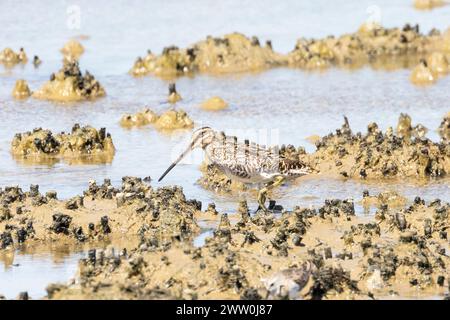 Nipe africano o nipe etiope (Gallinago nigripennis) che si forgia sulle distese di fango del fiume Berg, Velddrif, costa occidentale, Sudafrica Foto Stock