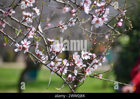 Srinagar, India. 20 marzo 2024. I fiori di mandorle bianche sono visibili all'inizio della primavera attraverso il giardino di Badawari, il giardino è molto popolare alla fine dell'inverno e all'inizio della primavera, quando migliaia di mandorli fioriscono. Il 20 marzo 2024 a Srinagar in India. (Immagine di credito: © Umer Qadir/eyepix via ZUMA Press Wire) SOLO PER USO EDITORIALE! Non per USO commerciale! Foto Stock