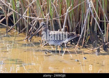 Nipe africano o nipe etiope (Gallinago nigripennis) che si forgia sulle distese di fango del fiume Berg, Velddrif, costa occidentale, Sudafrica Foto Stock