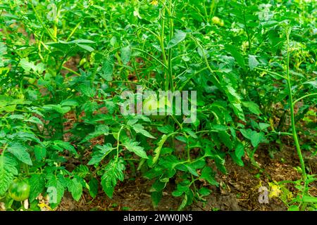 Cespugli di pomodoro verdi con pomodori non maturi. Foto Stock