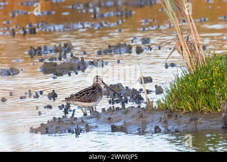 L'habitat ha sparato alla nipe africana o alla nipe etiope (Gallinago nigripennis) sulle distese di fango del fiume Berg, Velddrif, costa occidentale, Sudafrica Foto Stock