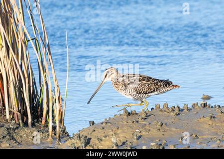 African Snipe (Gallinagro nigripennis) o Ethiopian Snipe Velddrif, Berg River Estuary, West Coast, Western Cape, Sud Africa Foto Stock