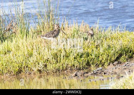 Habitat di nipe africano o nipe etiope (Gallinago nigripennis) che si forgia sulle distese di fango del fiume Berg, Velddrif, West Coast, South AF Foto Stock