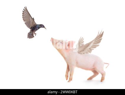 maiale e uccello con ali su sfondo bianco. studio Foto Stock