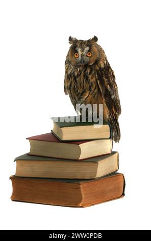 owl siede su vecchi libri Foto Stock