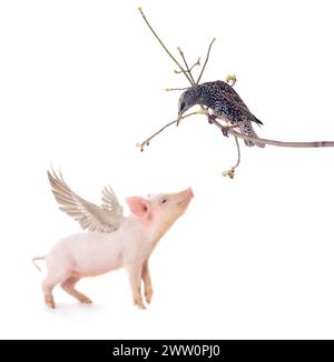 starling e maiale con ali su sfondo bianco. studio Foto Stock