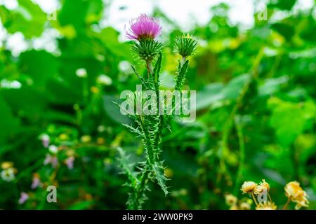 Fiori di cardo viola su sfondo verde. Foto Stock