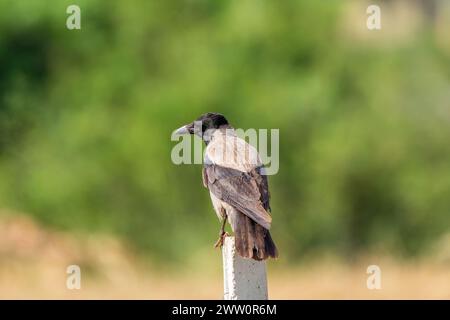 Corvo di Carrion seduto su una recinzione di cemento Foto Stock