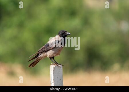 Corvo di Carrion seduto su una recinzione di cemento Foto Stock