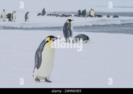 Antartide, Mare di Ross, Baia di McMurdo lungo il veloce bordo di ghiaccio a 77° 52,40 S 166° 42,44 E. pinguini Imperatori (Aptenodytes fosteri) -25° C. Foto Stock