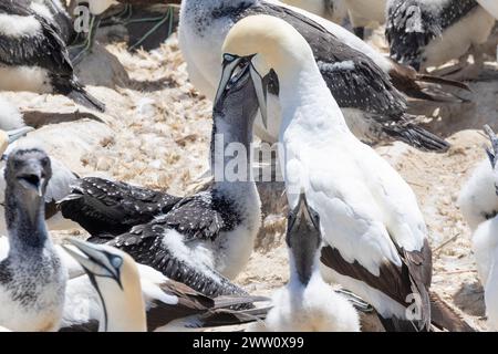 Cape Gannet (Morus capensis) in pericolo di estinzione, che dà da mangiare a un pulcino a Bird Island, Lamberts Bay, West Coast, Sud Africa Foto Stock