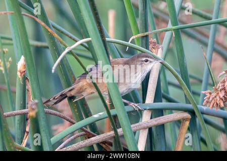 Little Rush Warbler (Bradypterus baboecala baboecala), Noordhoek Wetlands, Kommetjie, Western Cape, Sudafrica Foto Stock