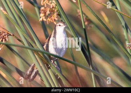 Little Rush Warbler (Bradypterus baboecala baboecala), Noordhoek Wetlands, Kommetjie, Western Cape, Sudafrica Foto Stock