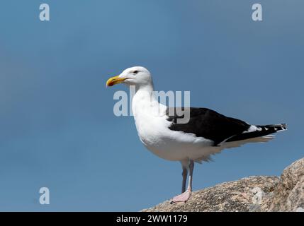 Grande gabbiano con il dorso nero in piedi sulla roccia Foto Stock