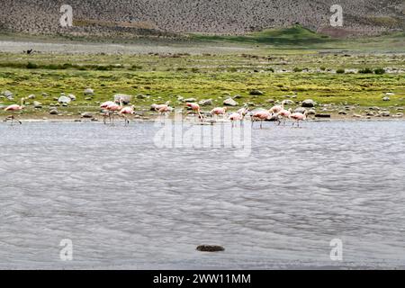 Lago rodeado de Flamingos rosados Foto Stock
