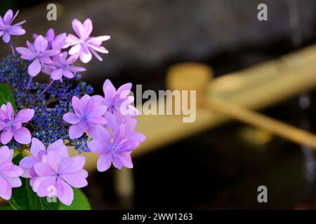 Ortensie di montagna fiorite in un angolo di un giardino giapponese Foto Stock