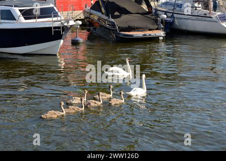 Un paio di cigni muti Cygnus olor con numerosi cignetti che pagaiano nel porto turistico del fiume Motlawa nella città vecchia di Danzica, in Polonia Foto Stock