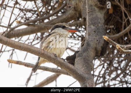 Kingfisher a righe (Halcyon chelicuti chelicuti), Limpopo, Sudafrica, arroccato sul ramo dell'albero di Baobab Foto Stock