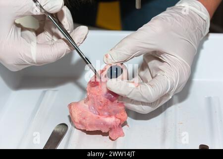 Dissecting A Cow's Eye (Dissecting A Cow's Eye) - esame dell'Eyeball con le forbici, primo piano Foto Stock