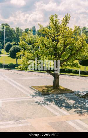 St Pietroburgo, Russia - 26 agosto 2023: Palazzo Konstantinovsky. Complesso statale Palazzo Nazionale dei Congressi. Piazza di fronte al palazzo con monumento a Pietro grande, Strelna, St Pietroburgo, Russia Foto Stock