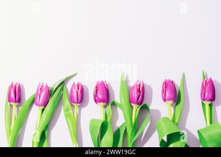 Fiori di tulipani viola di fila su sfondo chiaro, ombre dure. Vista dall'alto, disposizione piatta. Foto Stock