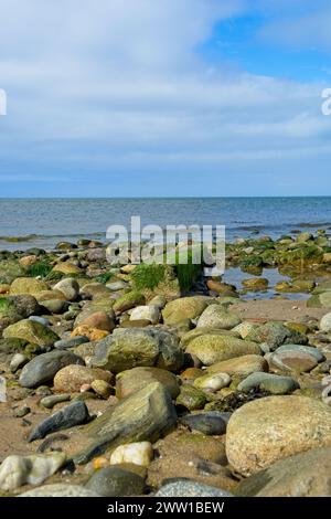 Il cappotto verde di alghe marine fa surf sulla spiaggia di Cape Cod Bay sotto la luce del sole Foto Stock