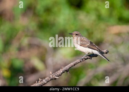 Wheatear settentrionale, Oenanthe oenanthe su una diramazione. Foto Stock