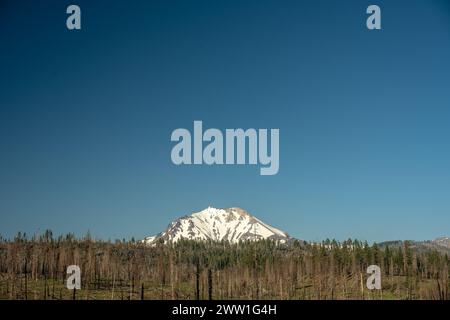 Il Monte Lassen, coperto di neve, sorge sulla Foresta bruciata con cielo limpido Foto Stock