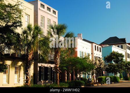 Gli alberi di palmetto crescono sul marciapiede di fronte a palazzi signorili e case di lusso a Charleston, South Carolina Foto Stock