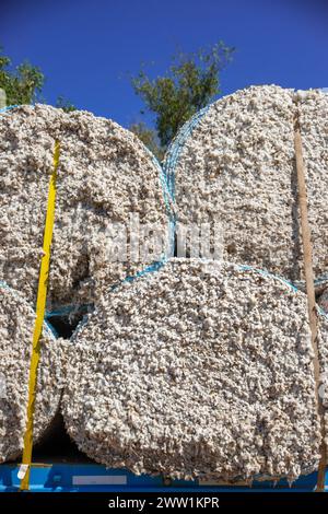 Produzione di cotone pronta per essere spedita in fabbrica con camion. Foto Stock